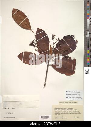Rhizophora racemosa G Mey. Stock Photo
