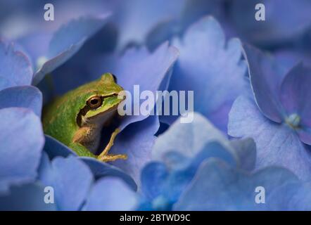 Tiny, young green Pacific tree frog rests in a hydrangea bush Stock Photo
