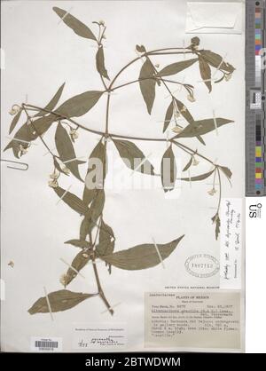 Alternanthera pycnantha Benth Standl. Stock Photo