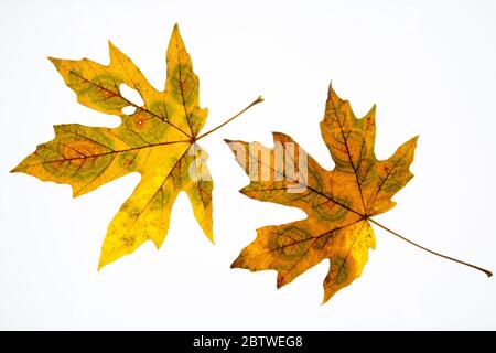 Two decaying golden yellow maple leaves on white background Stock Photo