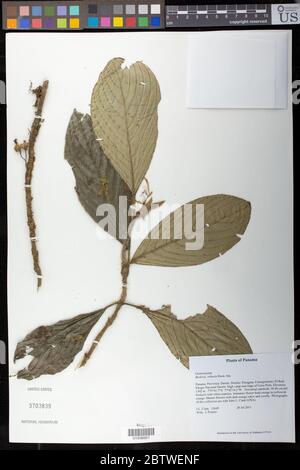 Besleria robusta Donn Sm. Stock Photo