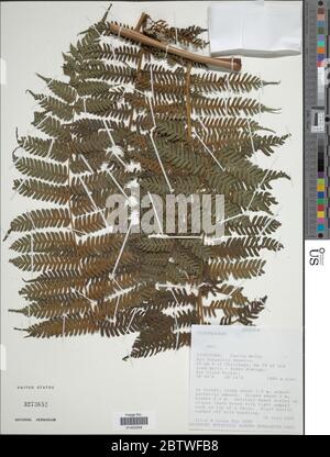 Cyathea sp. Stock Photo