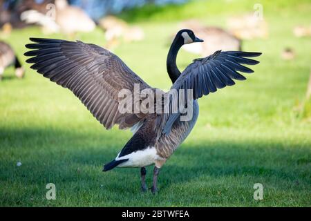 Canada goose vancouver zuleima best sale