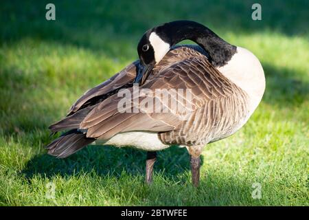 Adult canada goose (Branta canadensis) cleaning himself in Wausau, Wisconsin during the spring, horizontal Stock Photo