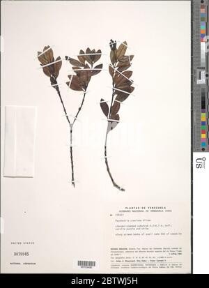 Psychotria concinna Oliv. Stock Photo