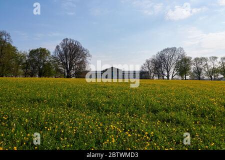 Field with yellow buttercups (buttercup) in the upper castle garden in Stuttgart. In the background is the Natural History Museum, which is surrounded Stock Photo