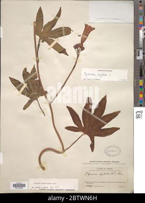 Ipomoea mauritiana Jacq.