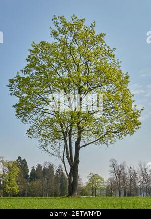 Local deciduous tree with green leaves on the green meadow of the upper castle garden in Stuttgart. Taken in the early April sun. Stuttgart, Germany Stock Photo