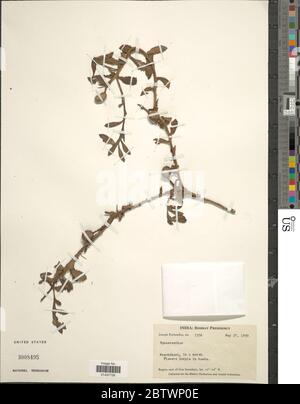 Sphaeranthus indicus L. Stock Photo