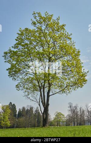 Local deciduous tree with green leaves on the green meadow of the upper castle garden in Stuttgart. Taken in the early April sun. Stuttgart, Germany Stock Photo