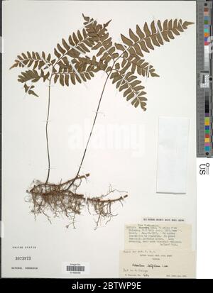 Adiantum latifolium Lam. Stock Photo