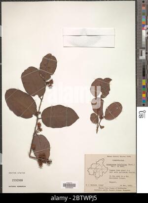 Anogeissus latifolia. Stock Photo