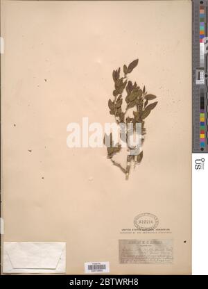 Celtis spinosa var weddelliana Planch Baehni. Stock Photo