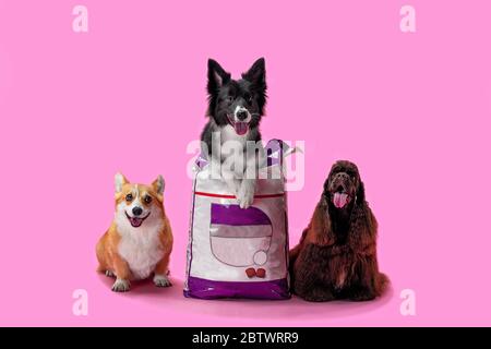 Three happy dogs advertise dry food. Welsh corgi, border coley, and American cocker spaniel on a pink background Stock Photo