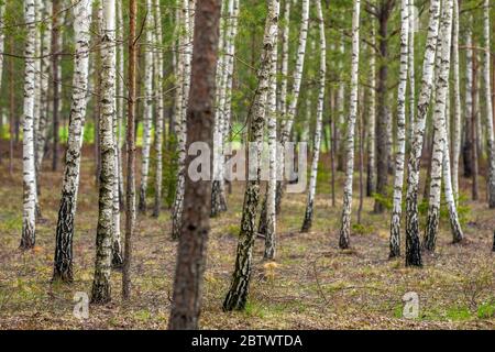 The Dense summer birch grove trees Stock Photo