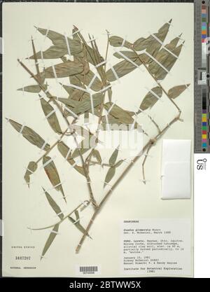 Guadua glomerata Munro Guadua glomerata Munro Stock Photo Alamy