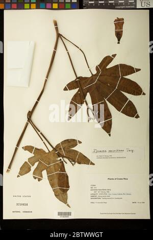 Ipomoea mauritiana Jacq.