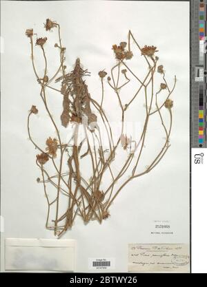 Picris pauciflora Willd. Stock Photo