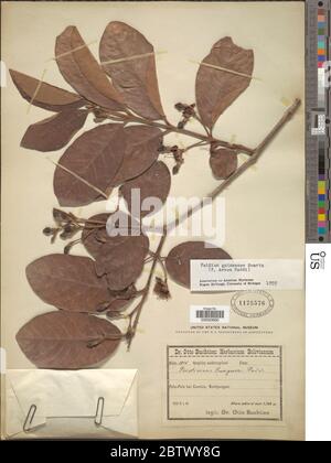 Psidium guineense Sw. Stock Photo