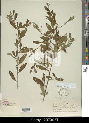 Varronia haitiensis Urb Borhidi. Stock Photo