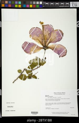 Hibiscus rosasinensis L. Stock Photo