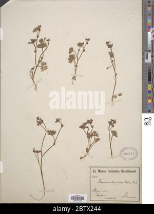 Ranunculus trilobus Desf. Stock Photo