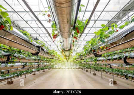 Organic hydroponic Strawberry in The Modern Big Greenhouse Stock Photo ...
