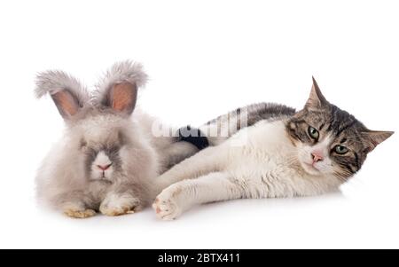 English Angora and cat in front of white background Stock Photo