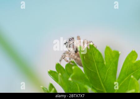 Gray wall jumping spider, Menemerus bivittatus climbing Stock Photo