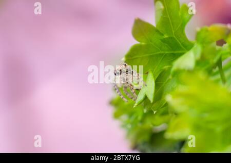 Gray wall jumping spider, Menemerus bivittatus climbing Stock Photo