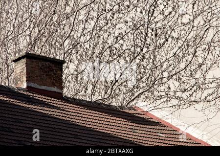 brachiate tree on the wall Stock Photo