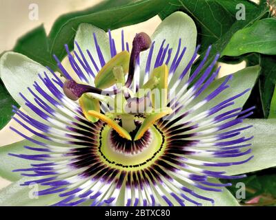 Blue passionflower, Passiflora caerulea, home is northern Argentina and southern Brazil. Stock Photo