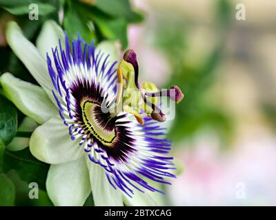 Blue passionflower, Passiflora caerulea, home is northern Argentina and southern Brazil. Stock Photo