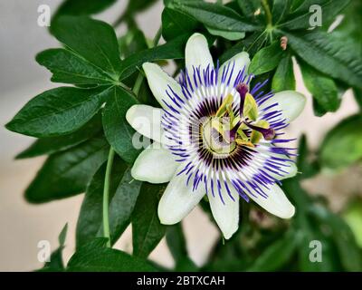 Blue passionflower, Passiflora caerulea, home is northern Argentina and southern Brazil. Stock Photo