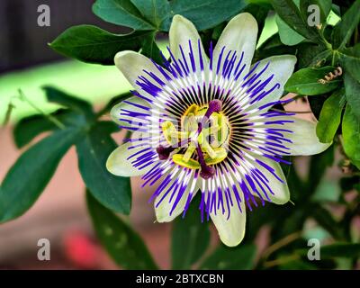 Blue passionflower, Passiflora caerulea, home is northern Argentina and southern Brazil. Stock Photo