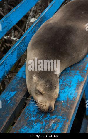 Bench At Galapagos Stock Photo - Alamy