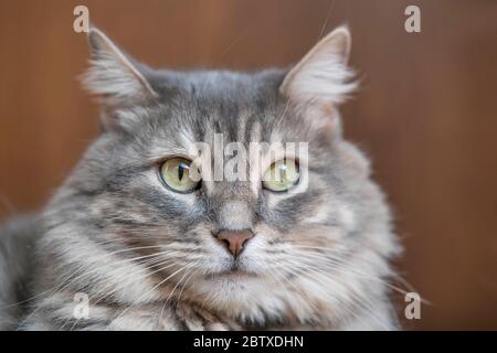 closeup face of a gray tabby cat looking at camera Stock Photo