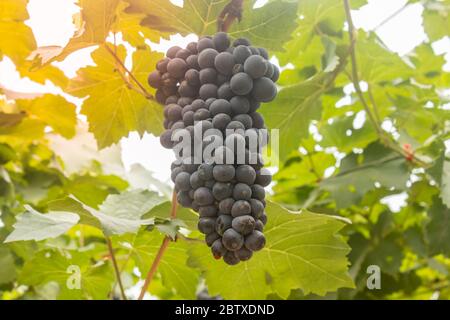One Black Grape Bunch with Grape Leaves in Vineyard with Natural Light on Low Angle View Stock Photo