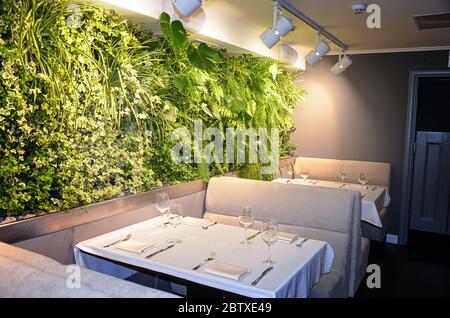 Restaurant with wall made of green plants. Design in eco cafe or restaurant. Different green plants on wall. Empty restaurant. Stock Photo