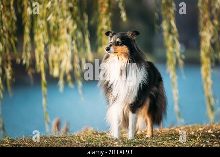 Tricolor Rough Collie, Funny Scottish Collie, Long-haired Collie, English Collie, Lassie Dog Posing Outdoors In Autumn Day. Portrait. Stock Photo