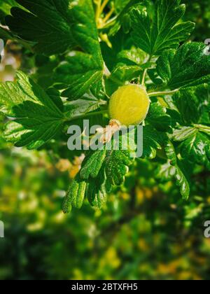 Branch with an immature, green gooseberry (Ribes uva-crispa) Stock Photo
