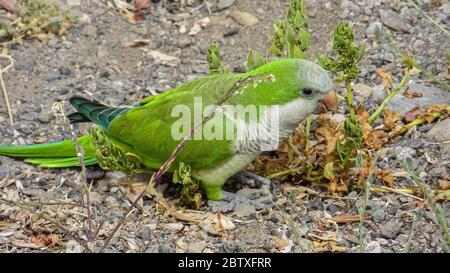 Monk Parakeet (Myiopsitta monachus) living free in the Canary Islands Stock Photo