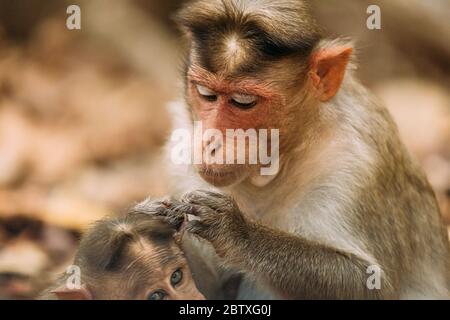 Goa, India. Bonnet Macaque - Macaca Radiata Or Zati Is Looking For Fleas On Its Cub. Close Up. Stock Photo