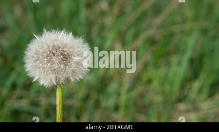 Dandelions blowing head. Fluffy dandelion seed. Macro taraxacum seed head. One head of dandelions on green background Stock Photo