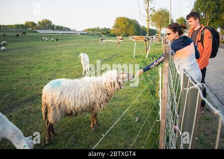 A young woman is feeding goats and sheeps through the fence Stock Photo