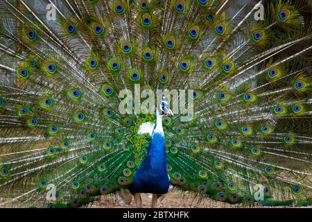 Close up of colorful peacock tail feathers. Majestic pheasant mating ritual at the bird farm. Stock Photo