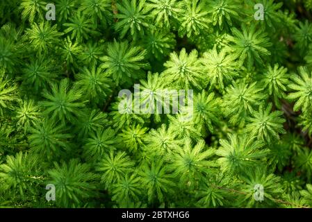 Eucalyptus and Parrot's feather - Myriophyllum aquaticum - green leaves close-up view in a pond in Chengdu, Sichuan province, China Stock Photo