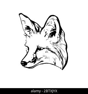 vintage fox head drawing
