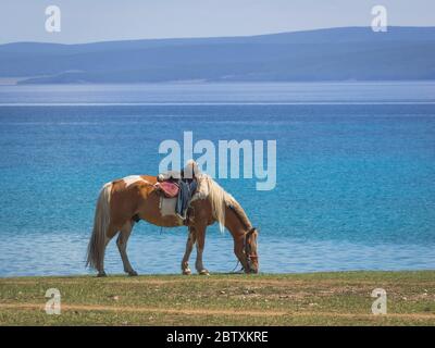 Saddled Domestic Horse (Equus ferus caballus), grazing on the shore of Lake Khuvsgul, Huvsgul Province, Mongolia Stock Photo