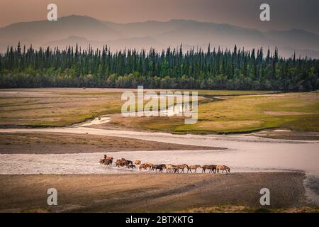 Herd of horses crosses the river Tes, behind Siberian firs (Abies sibirica) in front of mountain range, Uvs province, Mongolia Stock Photo